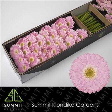 Ge Mi Babble Diamond