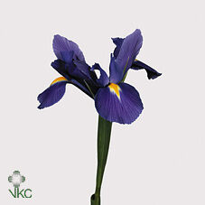Iris Blue Magic