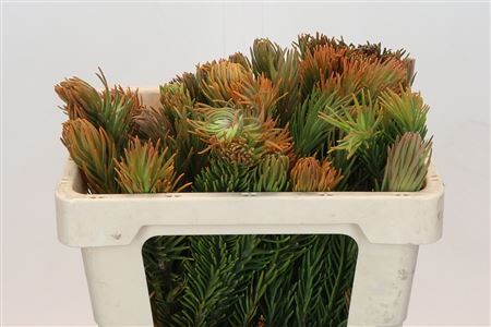 Kaaps Groen Retzia Carpensis