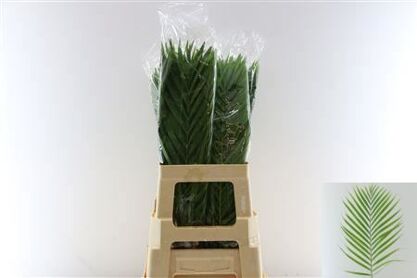 Cane Palm 60cm