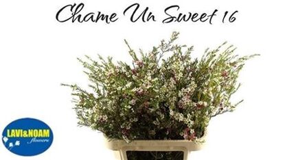 Cham Un M Sweet 16