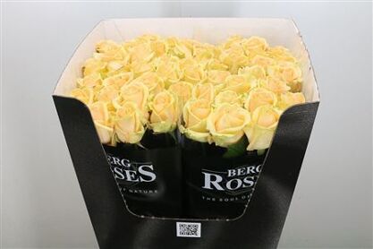 R Gr Avalanche Peach