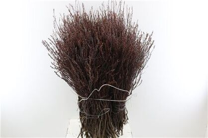 Myrica Gale (gagel) P Stem