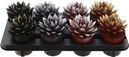 Echev Miranda Bicolor