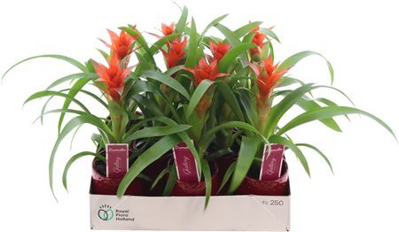 Guzm Ostara In Rood Ruit Ke