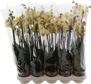 Phal Desert Breeze 4 Tak