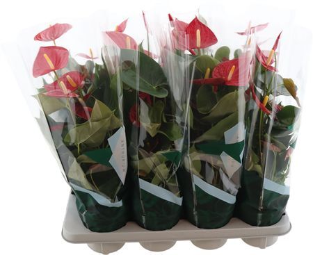 Anthu An Tremendo 5+