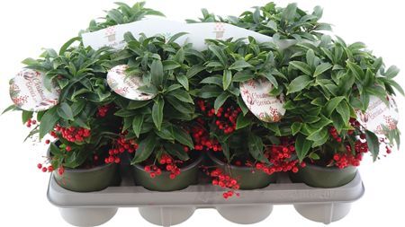 Ardisia Super