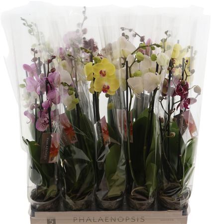 Phal Gem 3 Tak *****