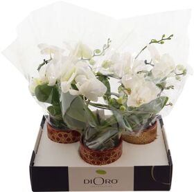 Phal Dioro Prestige 2 Spike