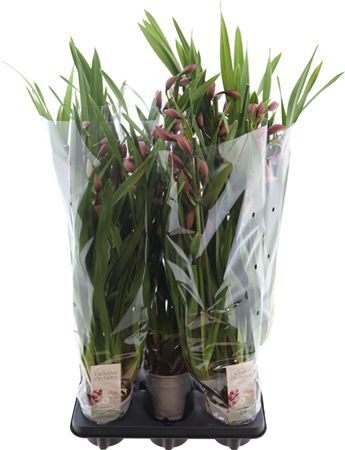 Cymbidium, Maria 4 Tak
