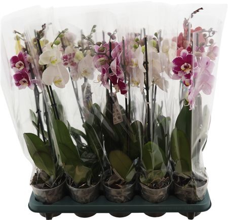Phal. Basico Mix - 2-tak Met 5 Kleu