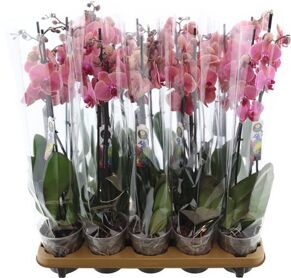 Phal An Narbonne 3 Tak