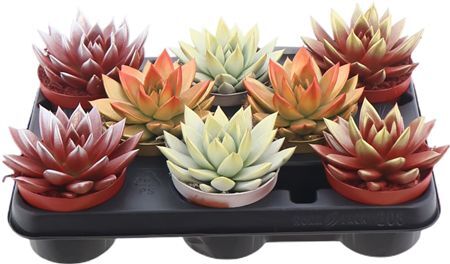 Echev 2 Colors Kerstmix