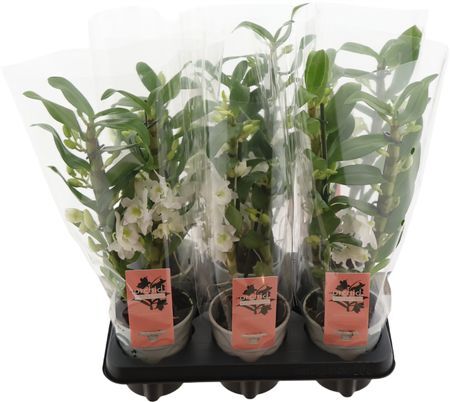 Dendr N Sc Apollon 2 Tak