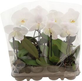 Phal One P9 A2 Wit 1 Spike