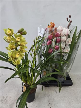 Cymbidium Gemengd 2 Tak