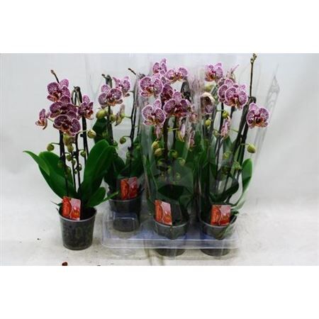 Phal El Cas Spot Dream 2 Tak