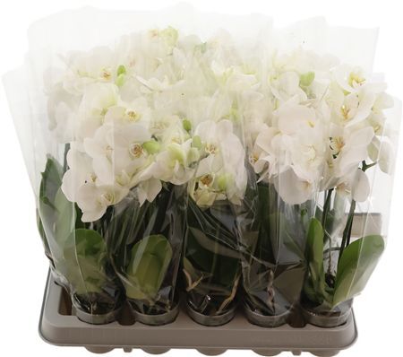 Phal Sweety P7 A2 White 1-2 Spike