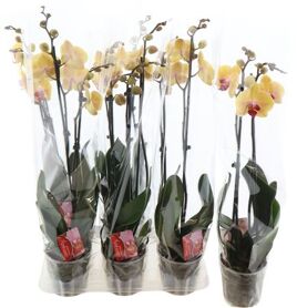 Phal Solid Gold 2 Tak