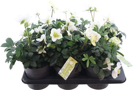 Helle Niger Christmas Carol Xl