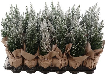 Cham Law Ellwoodii Sneeuw + Deco