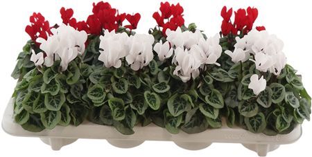 Cyclamen Picasso Red & White