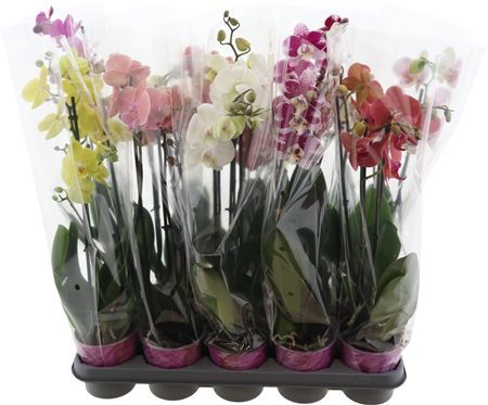 Phal Gem 5 Kl 3 Tak Piko Plant