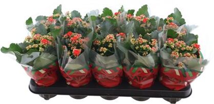 Kalan Gev Catchy Season Red