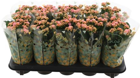 Kal Ge Perfecta Pink