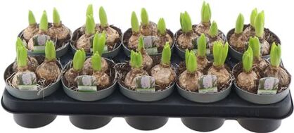 Hya A White Pearl 3pp