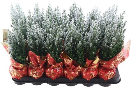 Cham Law Ellwoodii Sneeuw + Deco