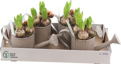 Arr Hyacinth 3 Pp Gieter Zink