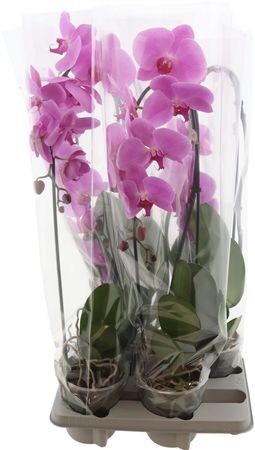 Phal Casc Roze 1 Tak Xl