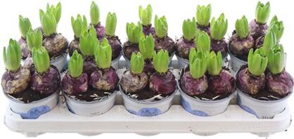 Hya A Delft Blue 3pp