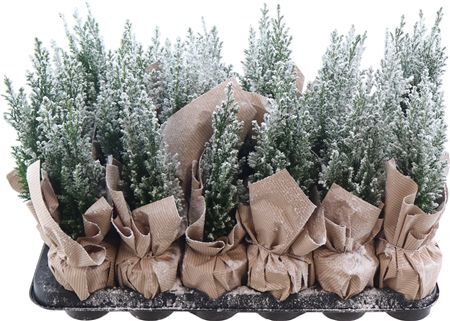 Cham Law Ellwoodii Sneeuw + Deco