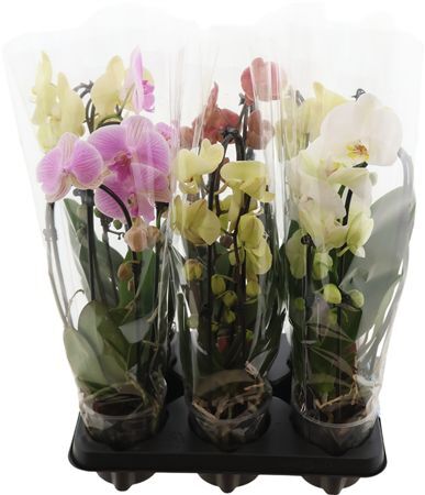 Phal Casc Gemengd 2 Tak