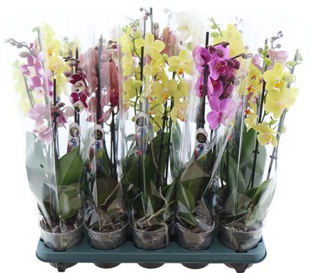 Phal Gemengd 3 Tak 5kl