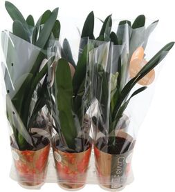 Clivia Miniata Potcover
