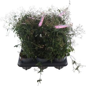 Jasminum Polyanthum (rose)