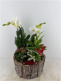 Arr (2) Phal Hout Rond Grijs