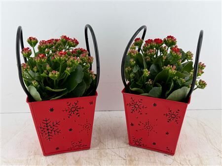 Arr (7) Zinken tas rood