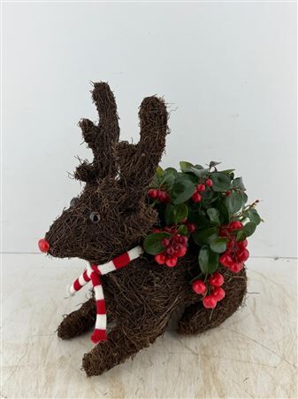 Arr (21) Rendier Salim