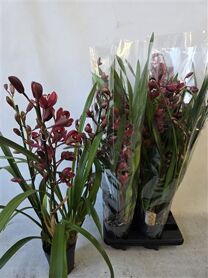 Cymbidium Rood 4 Tak