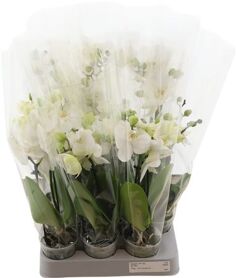 Phal Mini Sweety Gemengd 1-2 Tak A2