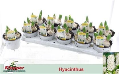 Hya A White Pearl 3pp