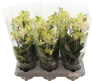 Phal Boquetto Sensation 3-5 Tak