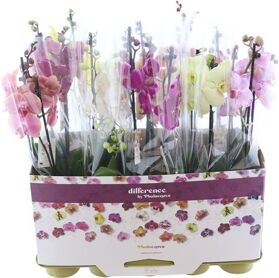 Phal Gemengd 2 Tak 16+