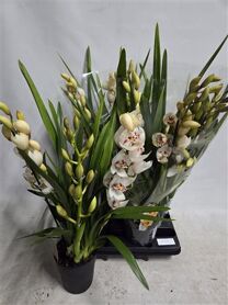 Cymbidium Wit 3 Tak