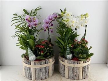 Arr (1) Beukenhout Rond Phal